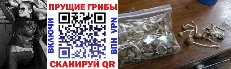 Галлюциногенные грибы Psilocybe  где купить наркоту  Чишмы 